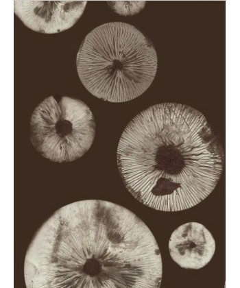 Mushroom 5 chocolate
