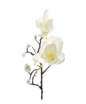 Magnolia hvit 60cm