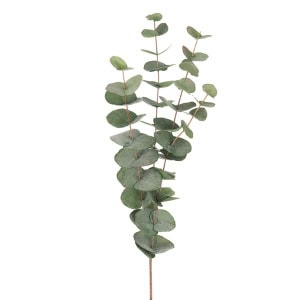 Eucalyptus 60 cm