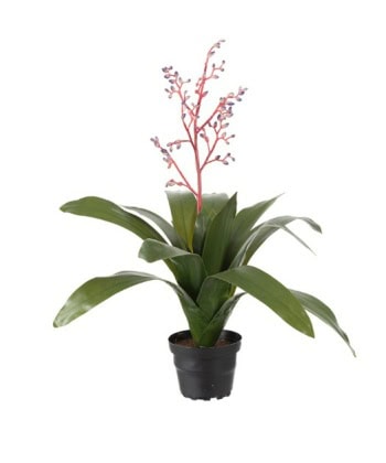 Bromelia 40cm