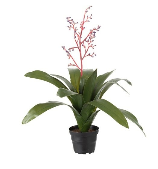 Bromelia 40cm