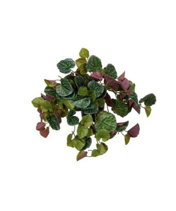 Senecio i potte