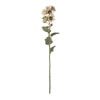 Krysantemum