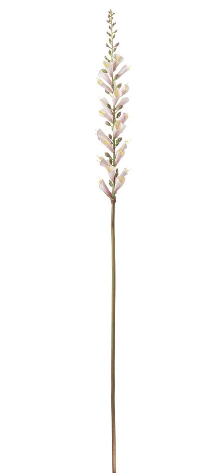 krysantemum