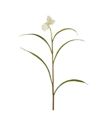 Frittilaria