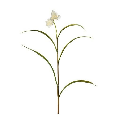 Frittilaria