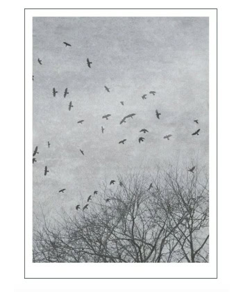 Poster -Natur -Crows