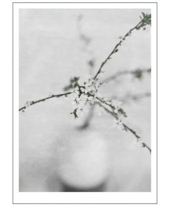 Spring Flower 2
