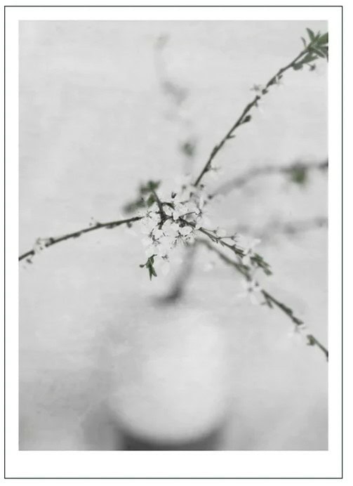 Spring Flower 2
