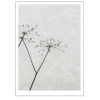 Dried Flower poster