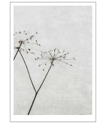 Dried Flower poster