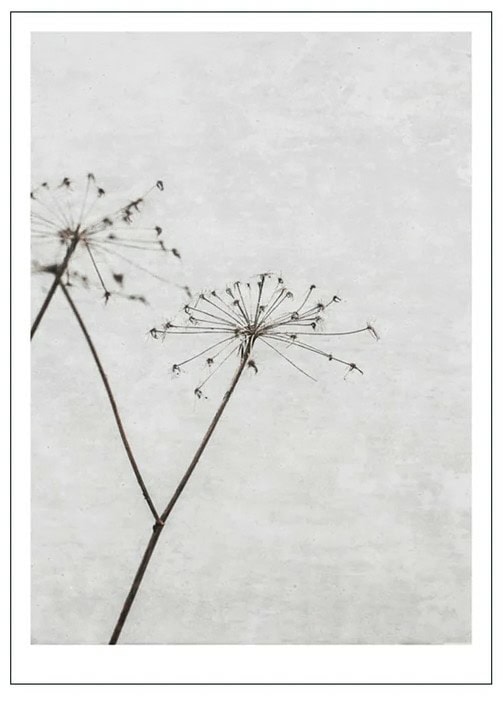 Dried Flower poster