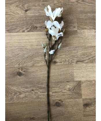 Magnolia - 50 cm