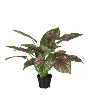 Caladium i potte