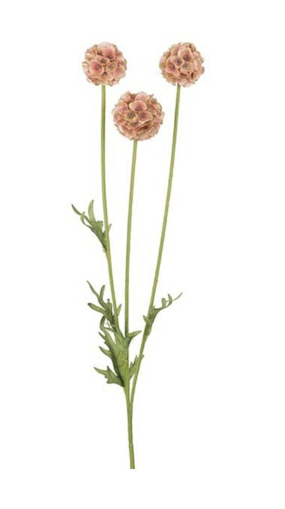 Scabiosa rosa - blomster