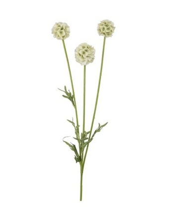 Scabiosa hvit - blomster