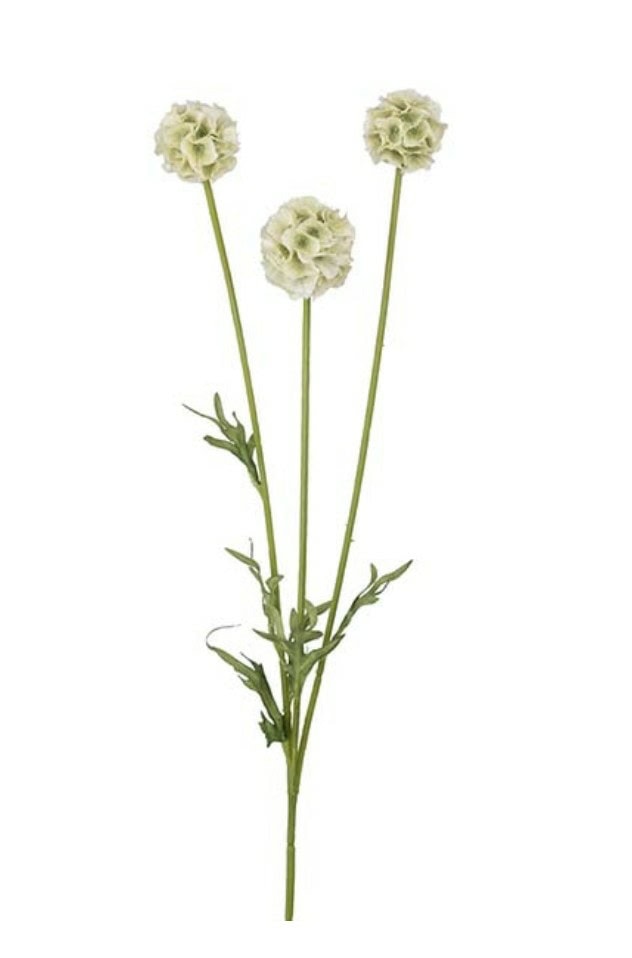 Scabiosa hvit - blomster