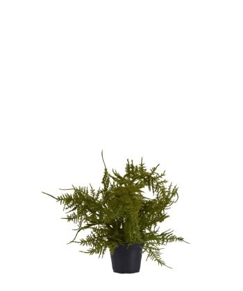 Bregne, Plumosus -30cm