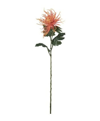 Spindel Chrysanthemum -Oransje