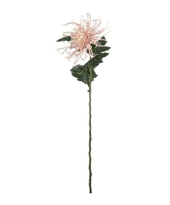 Spindel Chrysanthemum -Rosa