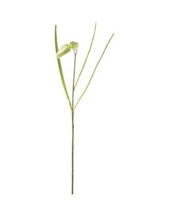 Fritillaria Hvit