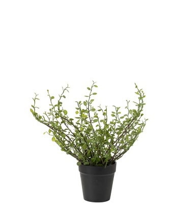 Pletter i luften -Muehlenbeckia -25cm