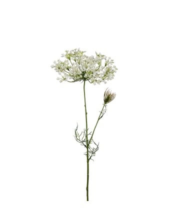 Allium -Hvit