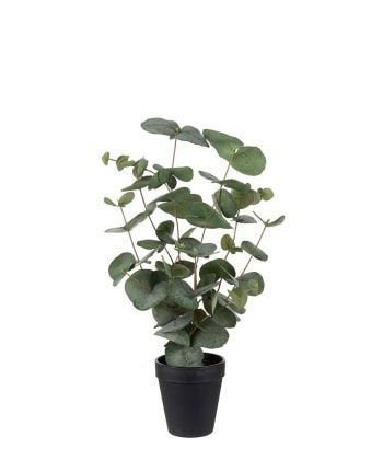 Eucalyptus i potte