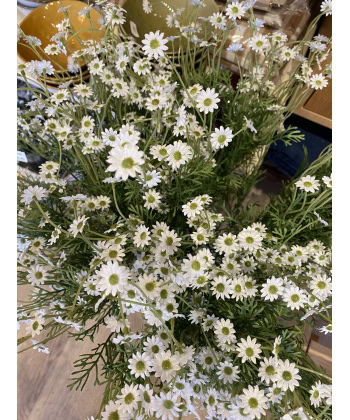 Alternative view of Daisy -Små hvite Tusenfryd