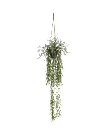 Rhipsalis -Hengende plante