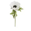 anemone