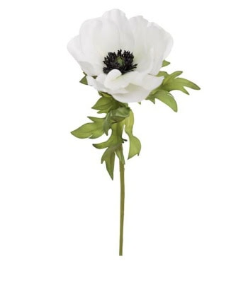 anemone