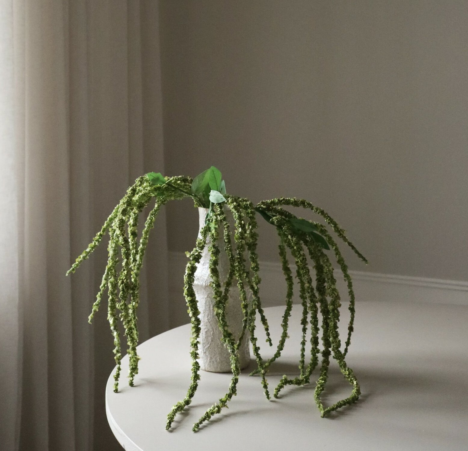 Amarantblomst, Grønn - Bilde 3