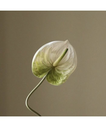 Anthurium, Lys grønn - Bilde 3