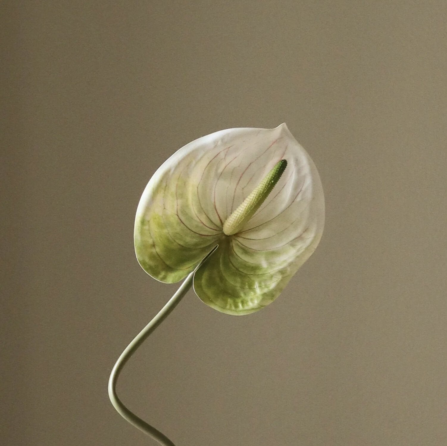 Anthurium, Lys grønn - Bilde 3