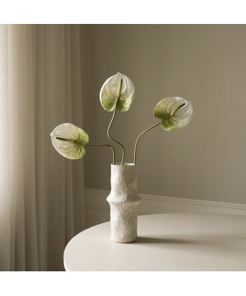 Anthurium, Lys grønn - Bilde 4