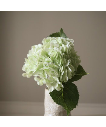 Hortensia, Lys grønn - Bilde 3