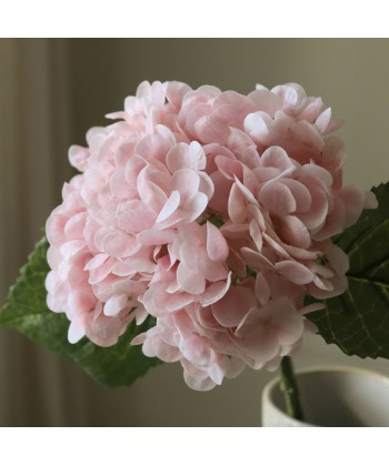 Hortensia, Lys rosa - Bilde 2