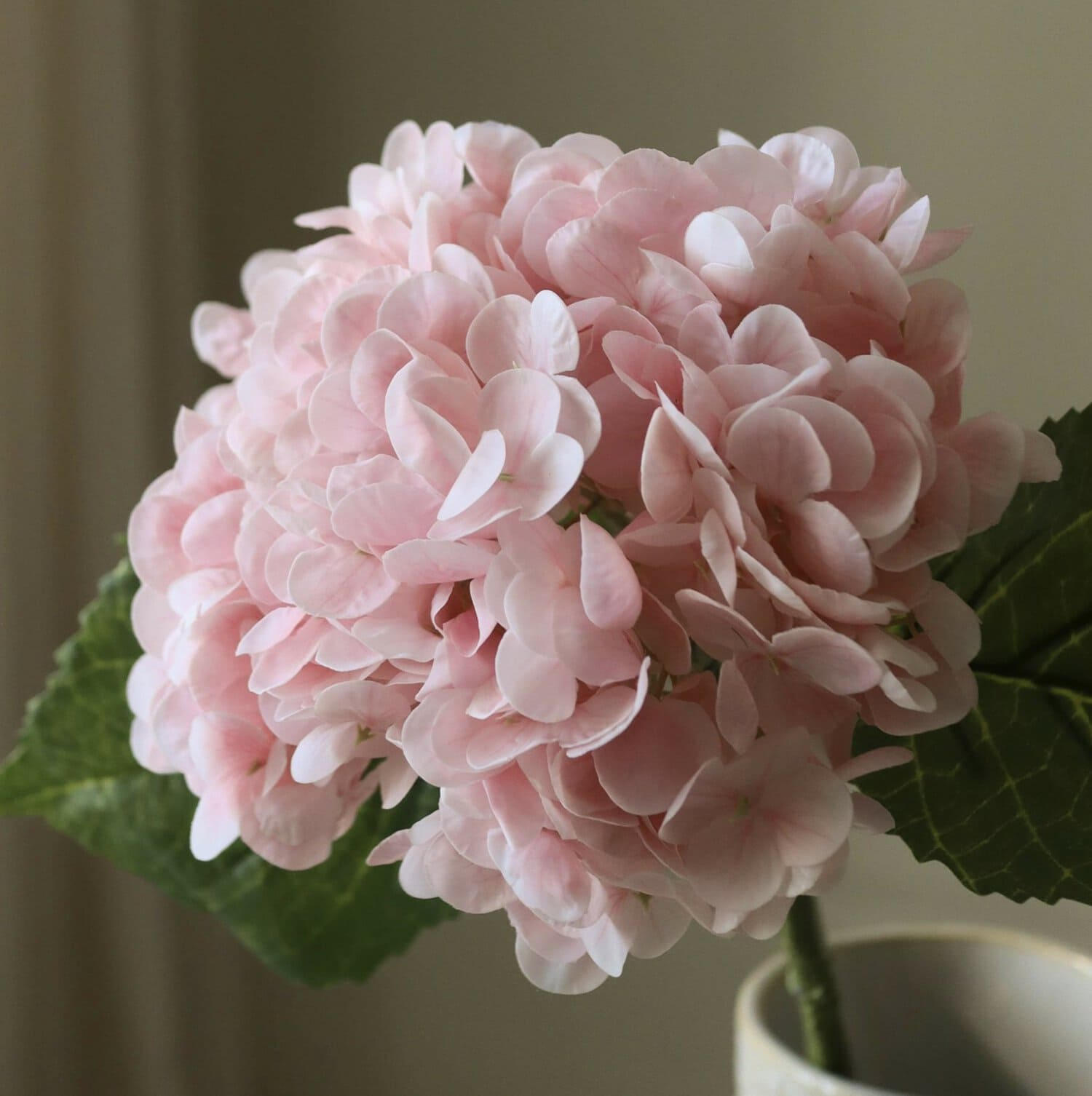 Hortensia, Lys rosa - Bilde 2