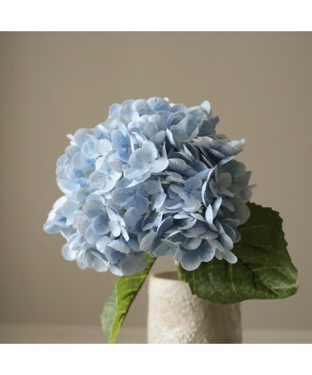 Hortensia, Lys blå - Bilde 3
