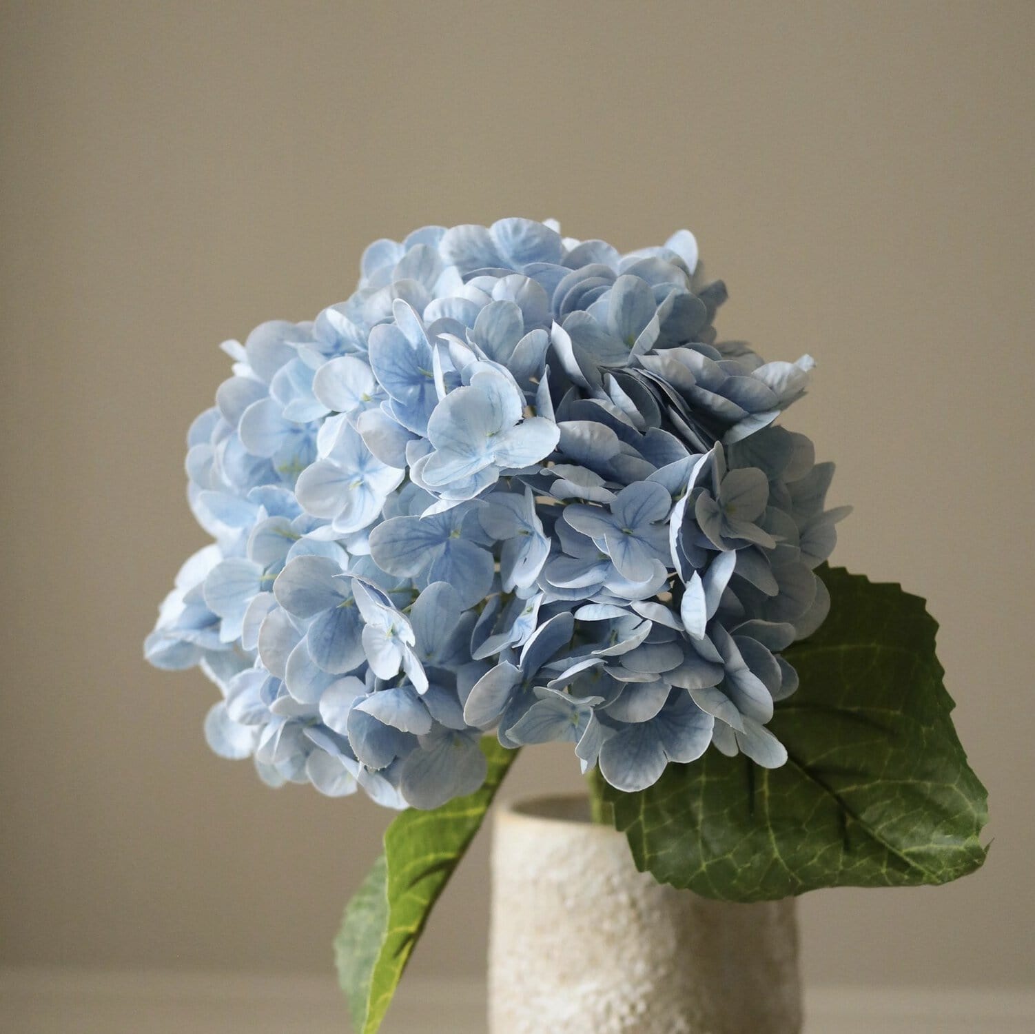 Hortensia, Lys blå - Bilde 3