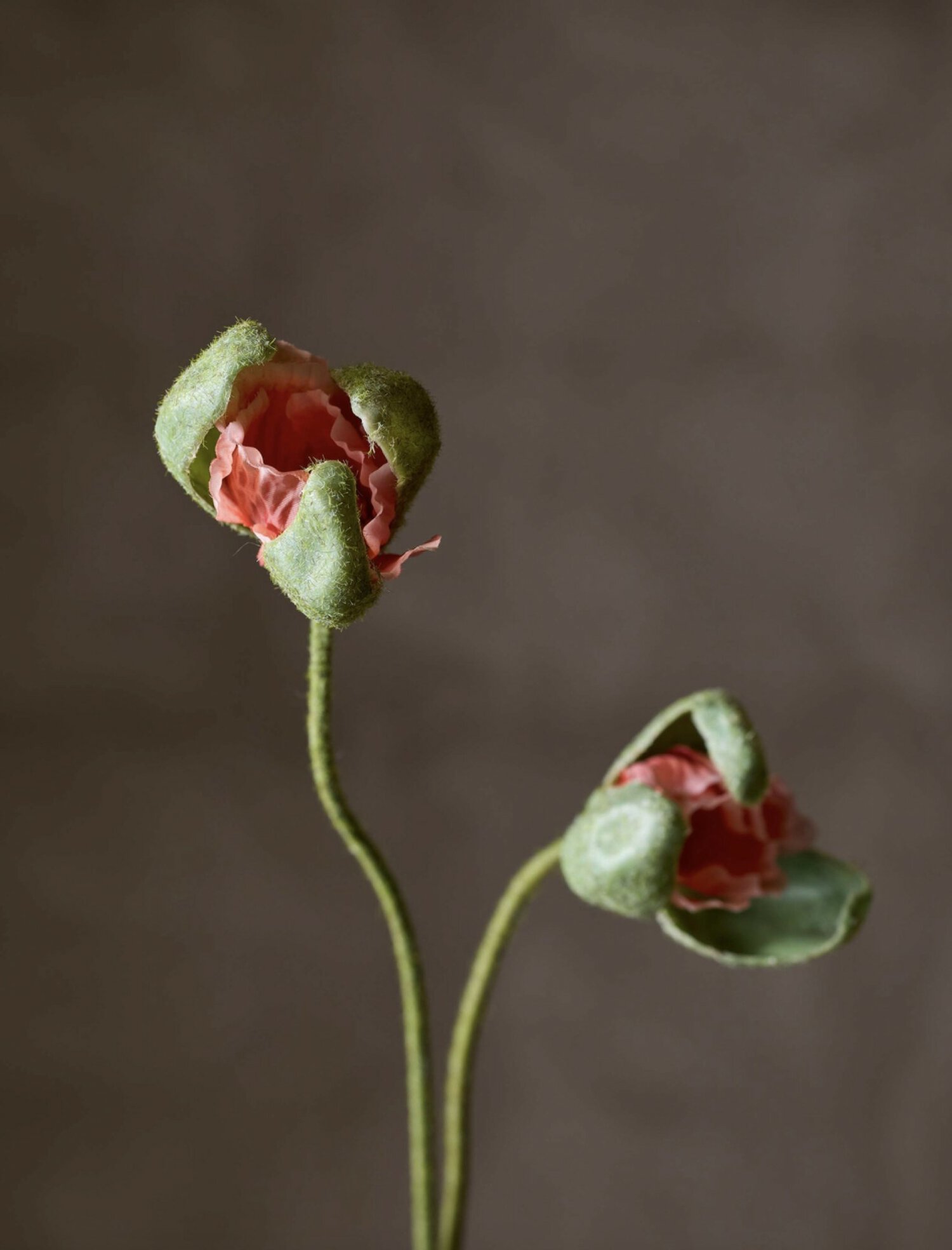 Valmueknopp -Korall - Bilde 2