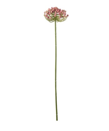 bærkvist 63 cm