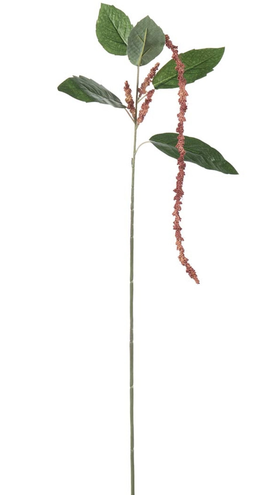 Amaranthus - lakserød
