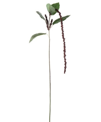 amaranthus plomme