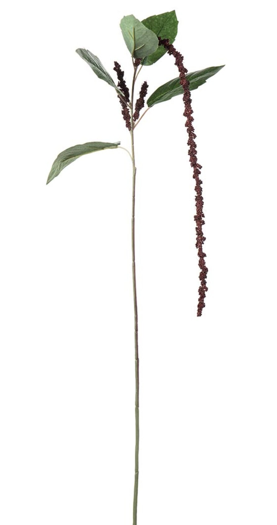 amaranthus plomme