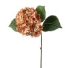 Hortensia lakserød
