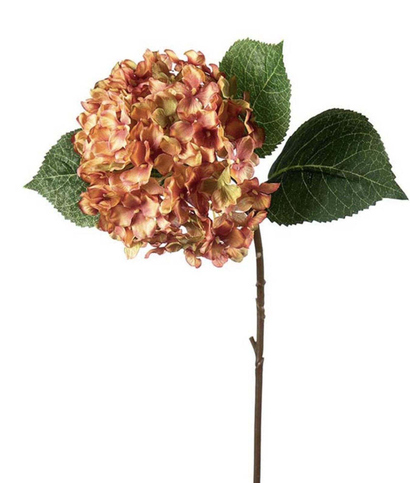 Hortensia lakserød