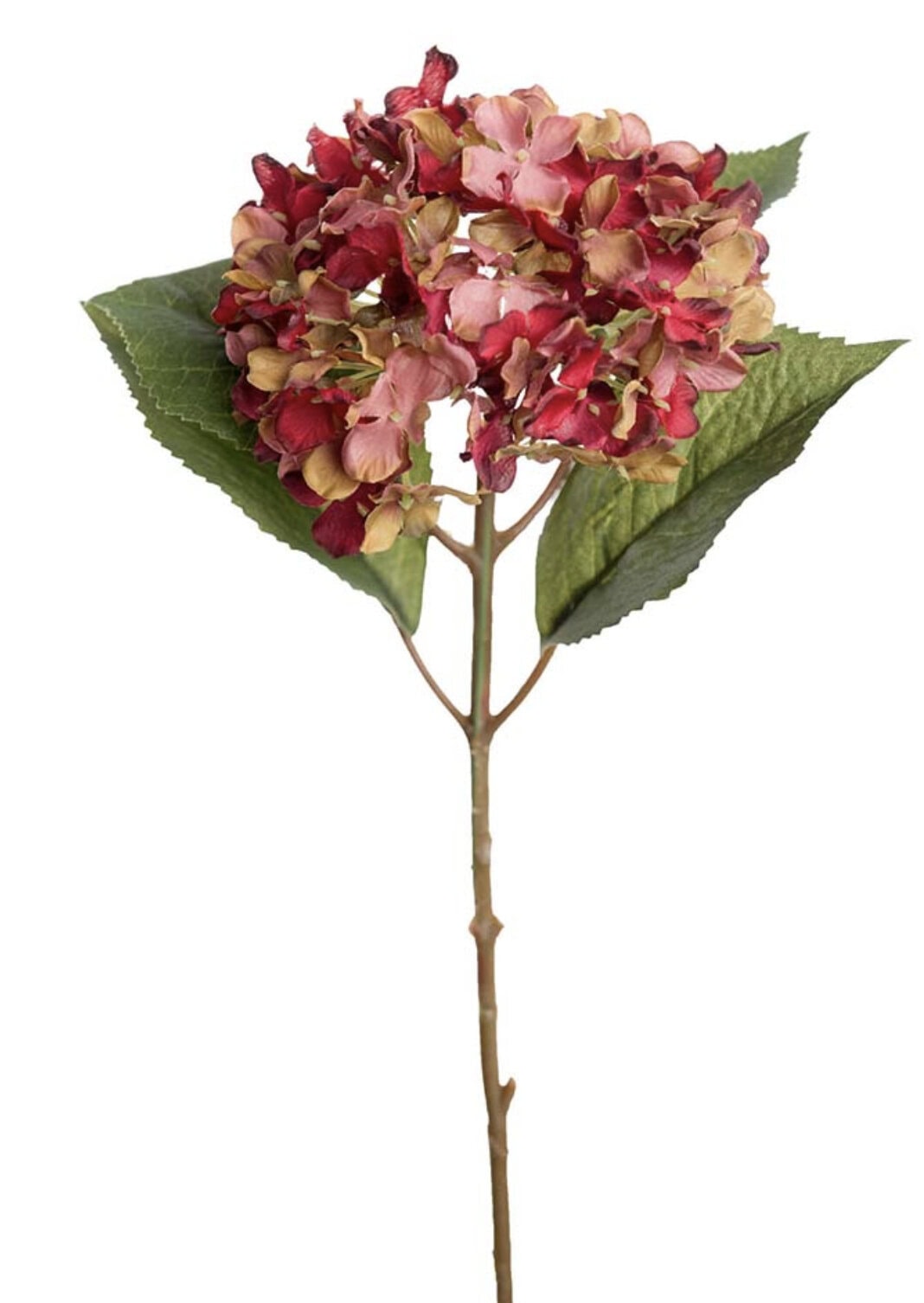 Hortensia - rød/rosa