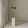 Amaryllis, burgunder